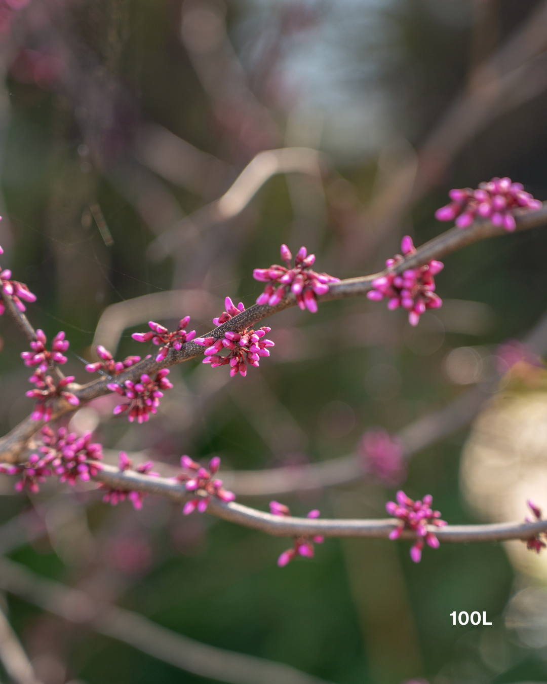 Cercis canadensis 'Forest Pansy'