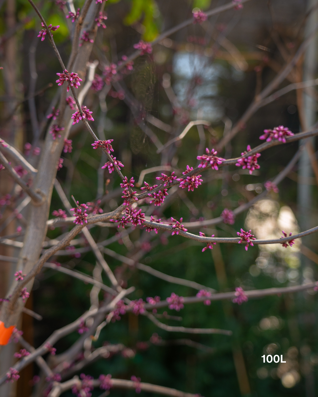 Cercis canadensis 'Forest Pansy'