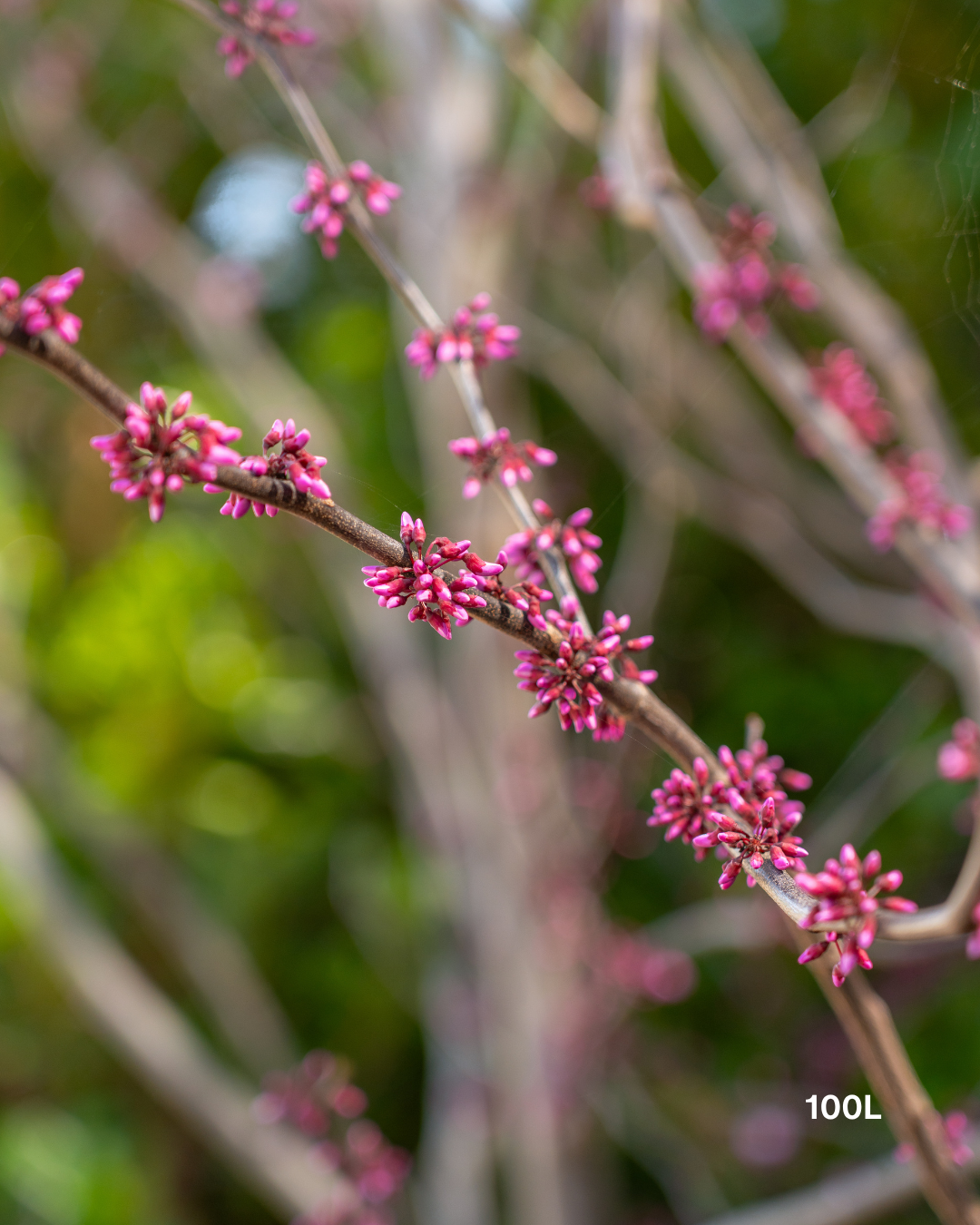 Cercis canadensis 'Forest Pansy'