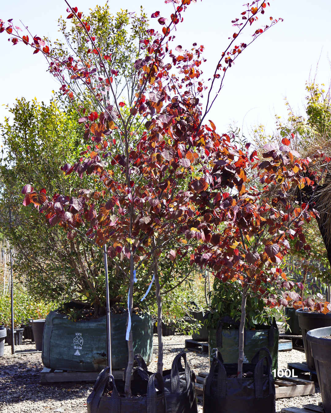 Cercis canadensis 'Forest Pansy'