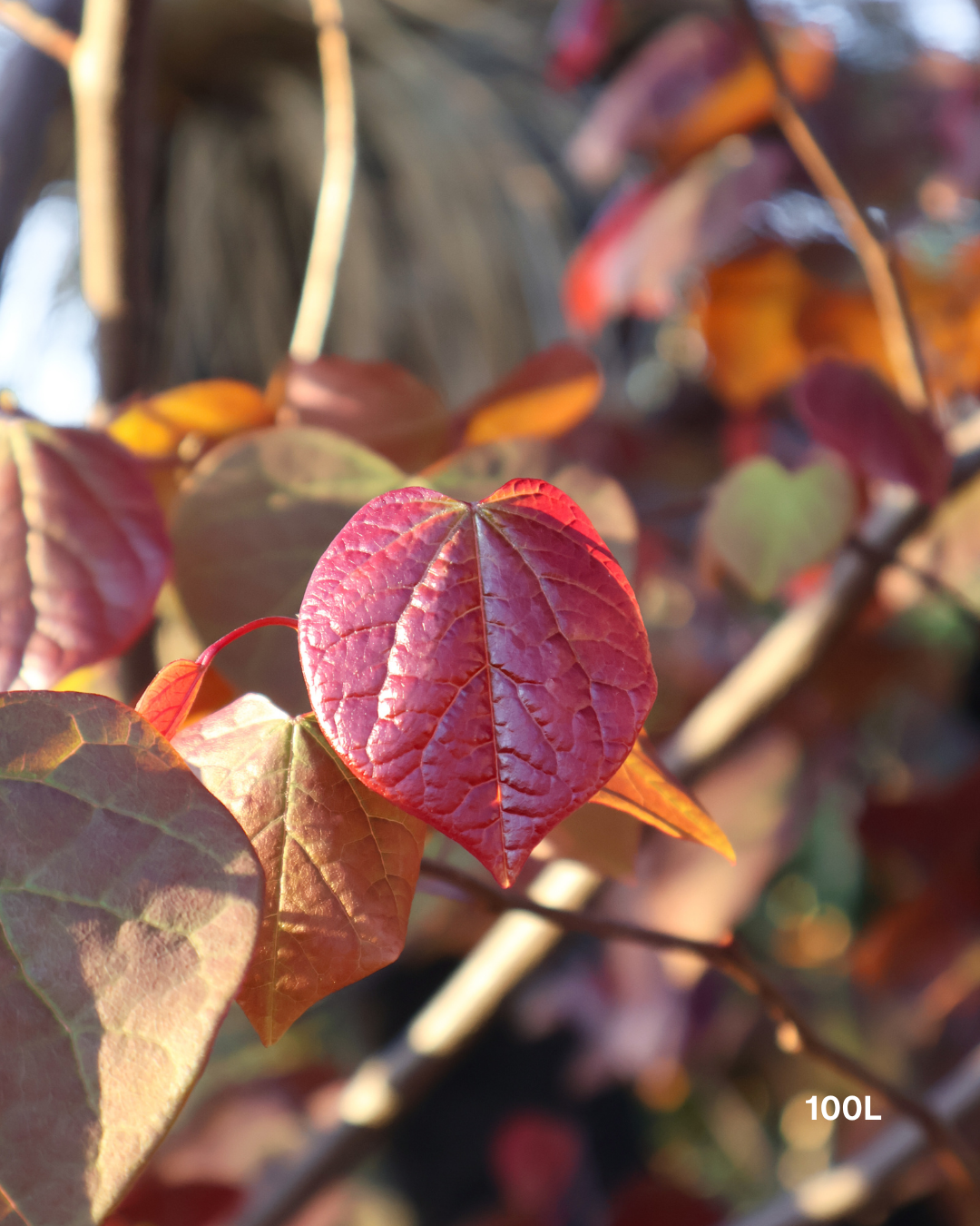 Cercis canadensis 'Forest Pansy'