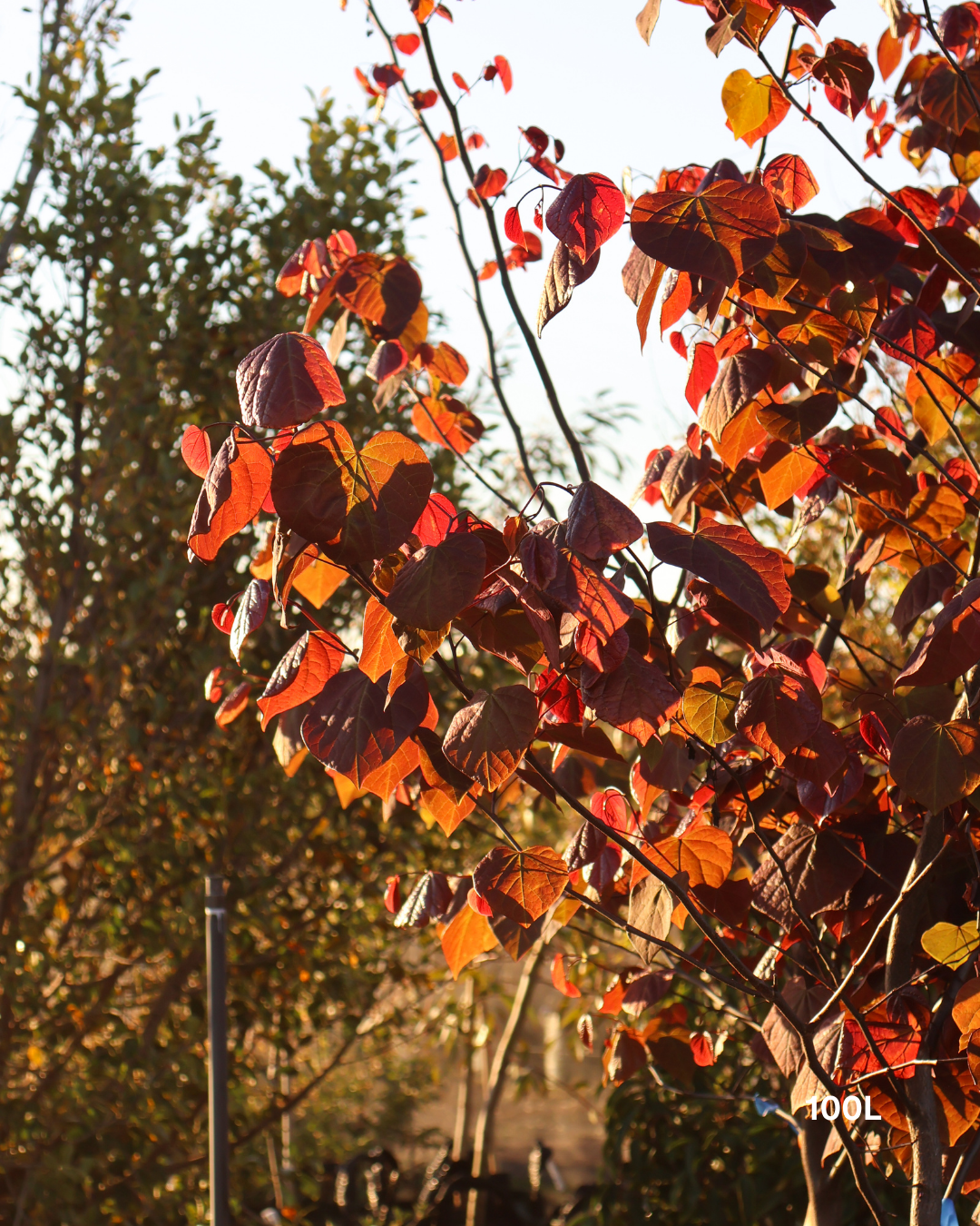Cercis canadensis 'Forest Pansy'