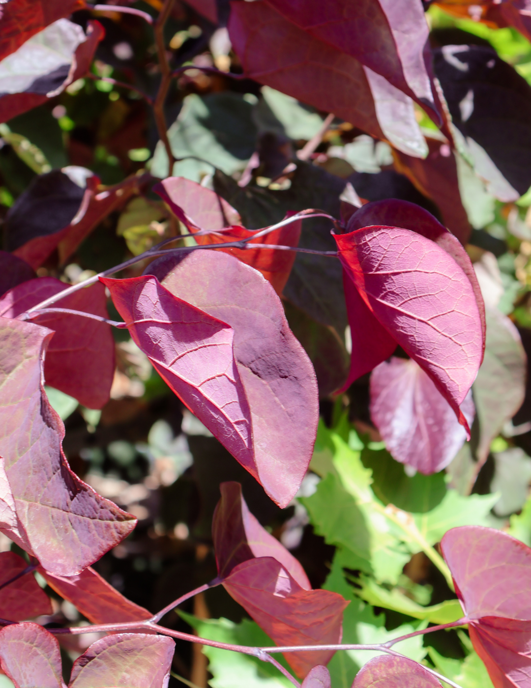 Cercis canadensis 'Forest Pansy'