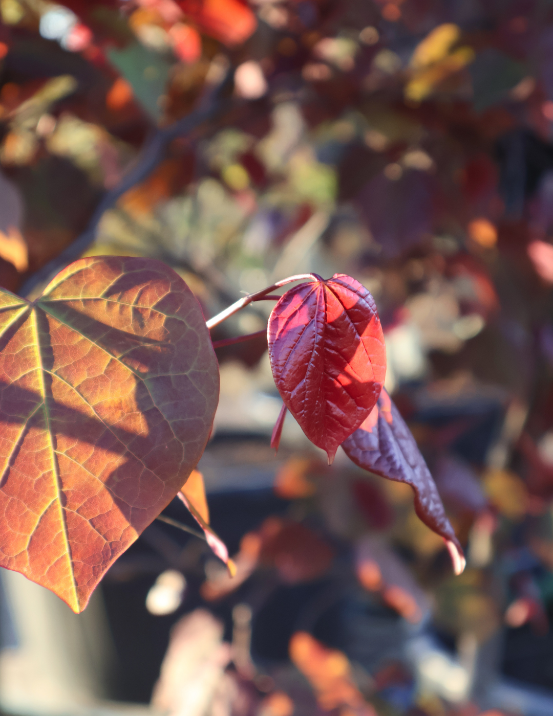 Cercis canadensis 'Forest Pansy'