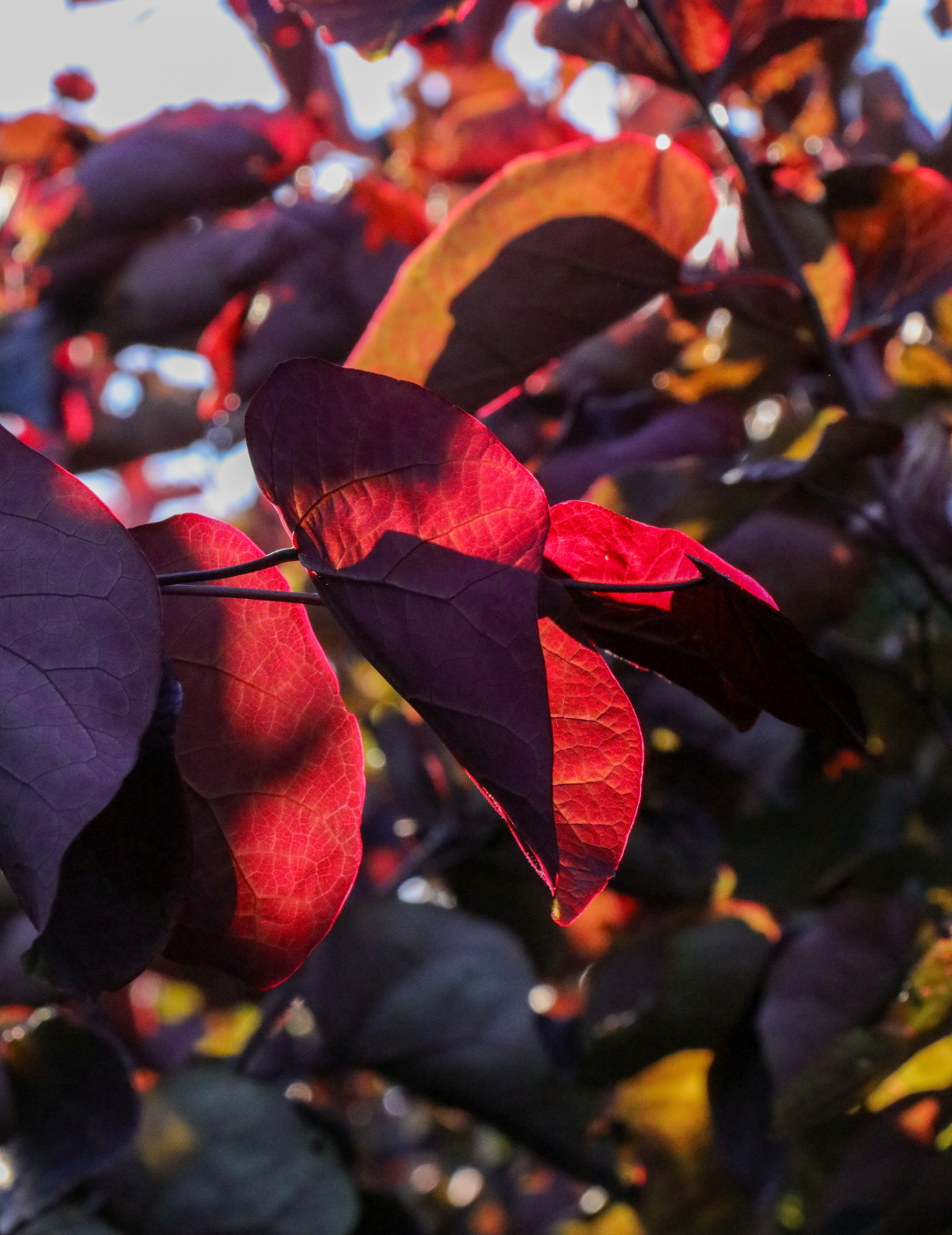 Cercis canadensis 'Forest Pansy'