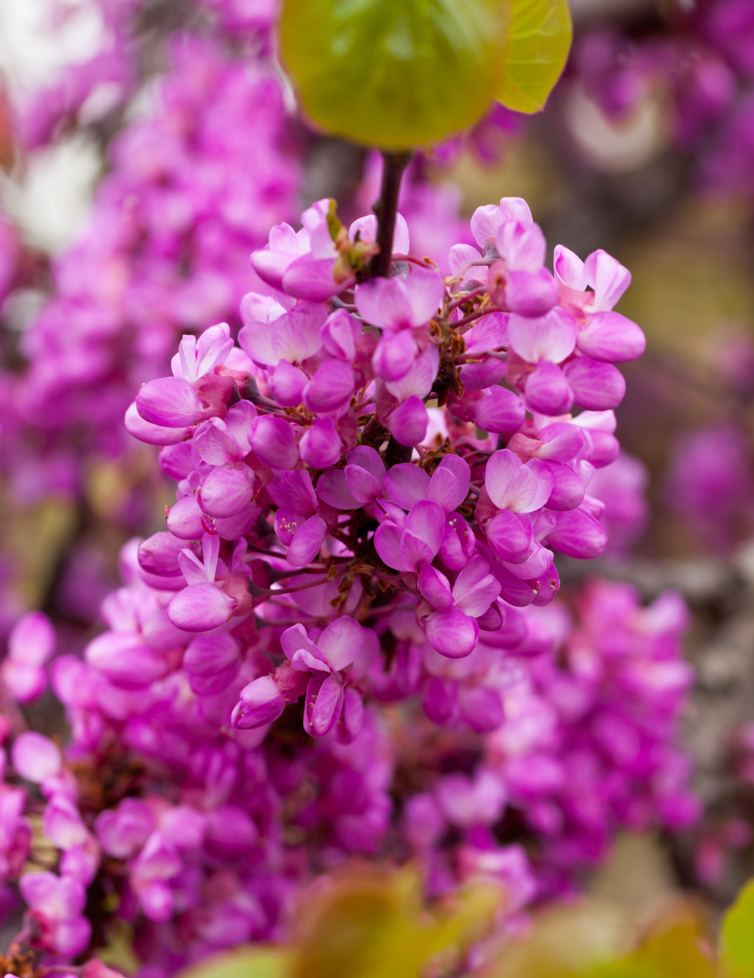 Cercis canadensis 'Forest Pansy'