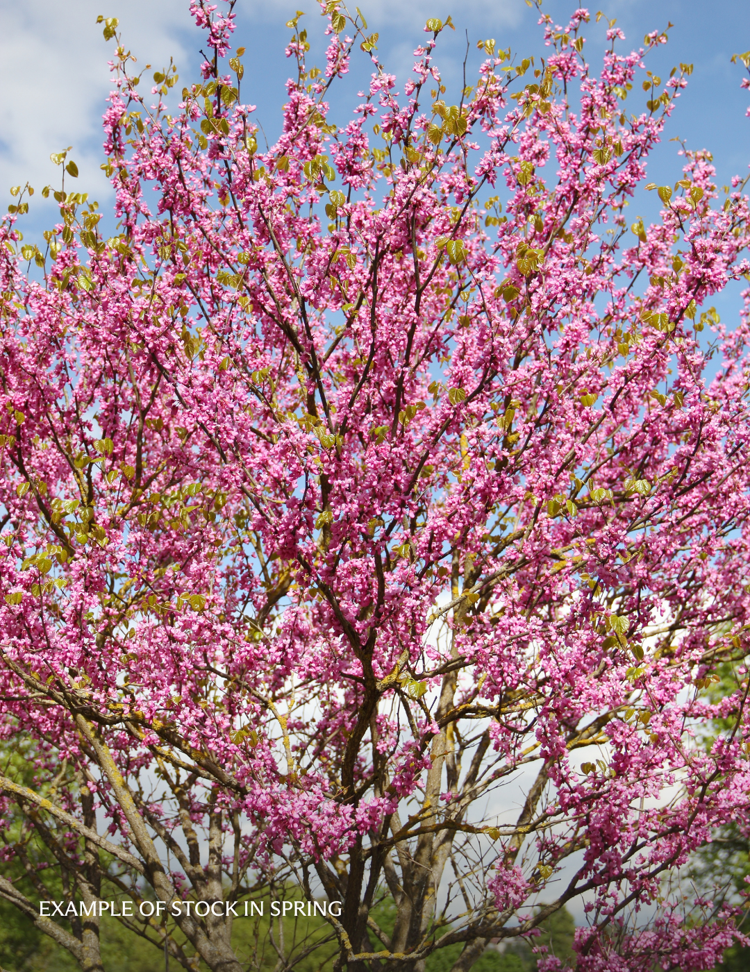 Cercis canadensis 'Forest Pansy'