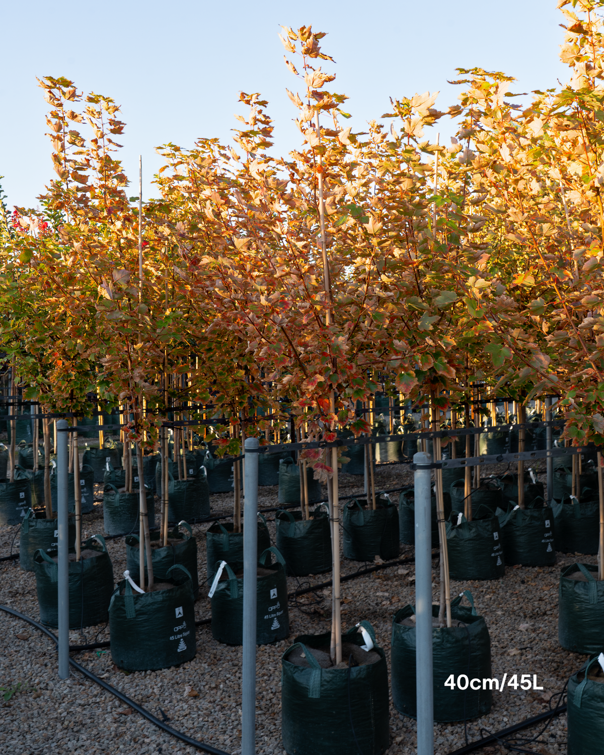 Acer x freemanii 'Jeffersred' Autumn Blaze