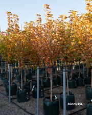 Acer x freemanii 'Jeffersred' Autumn Blaze