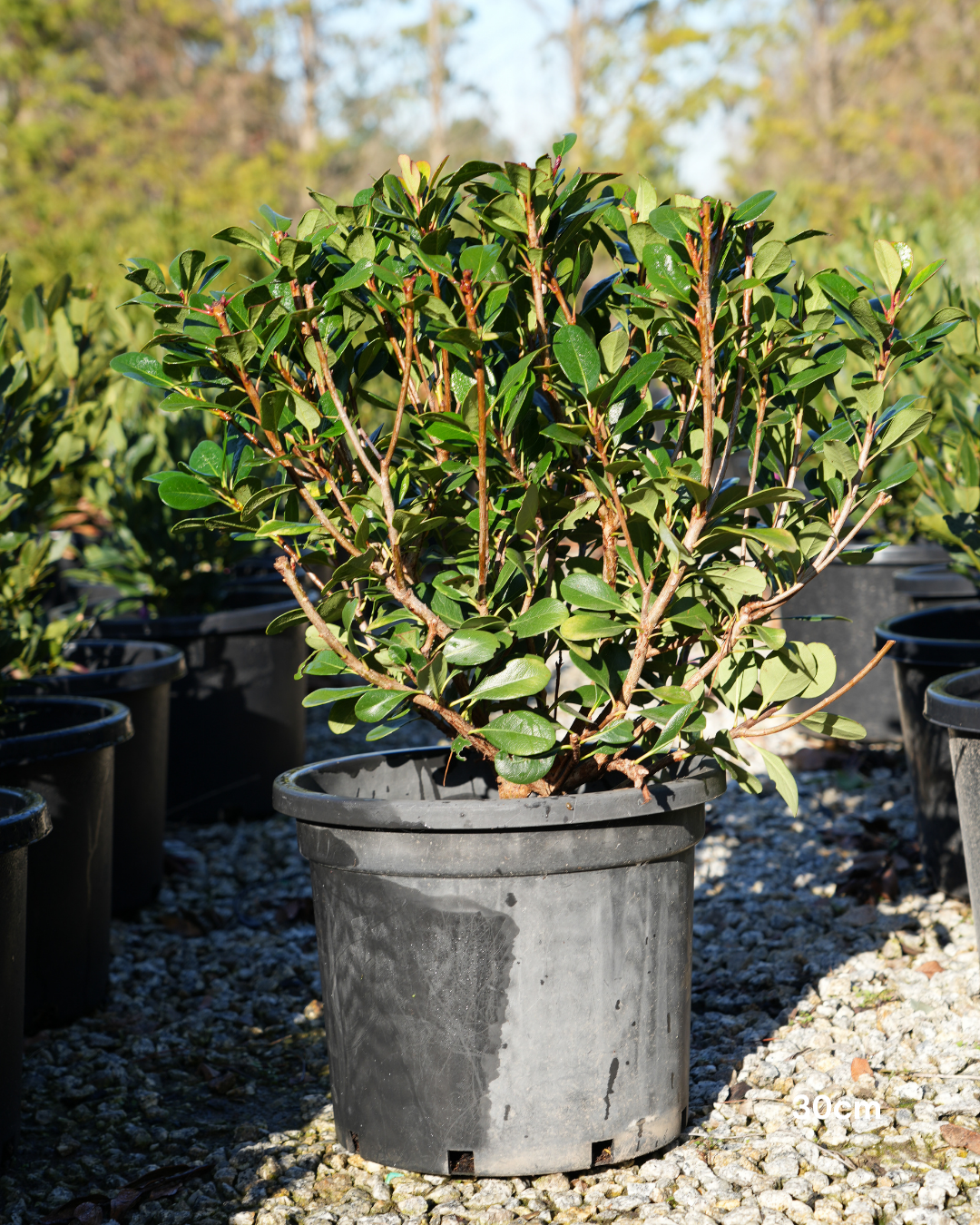 Viburnum awabuki 'Chindo' – Chindo Viburnum Screening Hedge