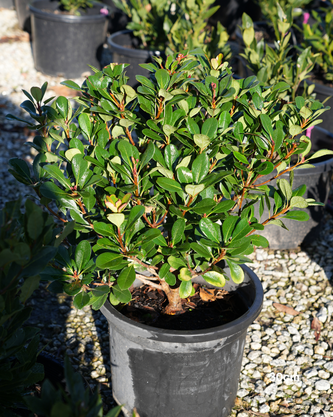 Viburnum awabuki 'Chindo' – Chindo Viburnum Screening Hedge