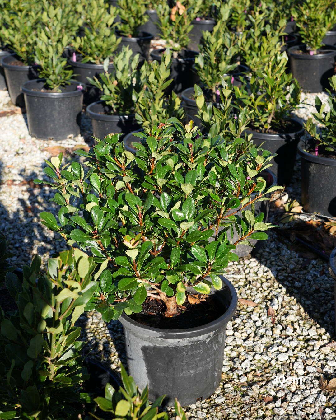 Viburnum awabuki 'Chindo' – Chindo Viburnum Screening Hedge