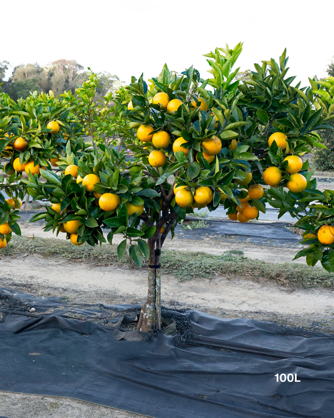 Citrus sinensis ‘Blood Orange’ – Blood Orange Tree