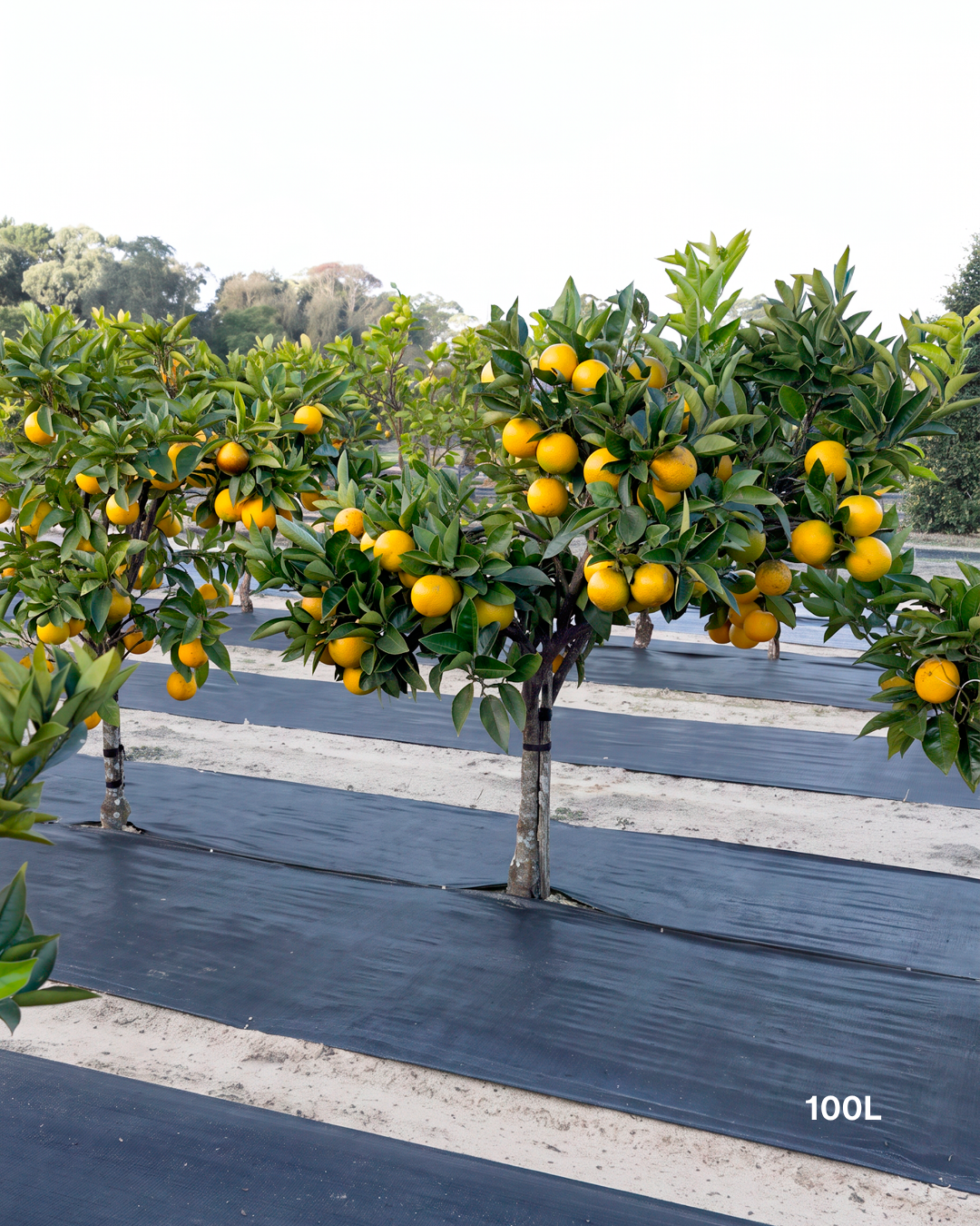 Citrus sinensis ‘Blood Orange’ – Blood Orange Tree