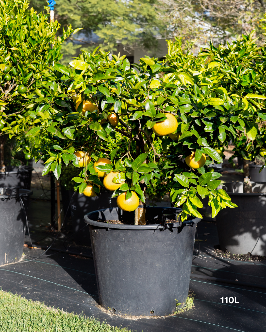 Citrus paradisi 'Rio Red' – Rio Red Grapefruit