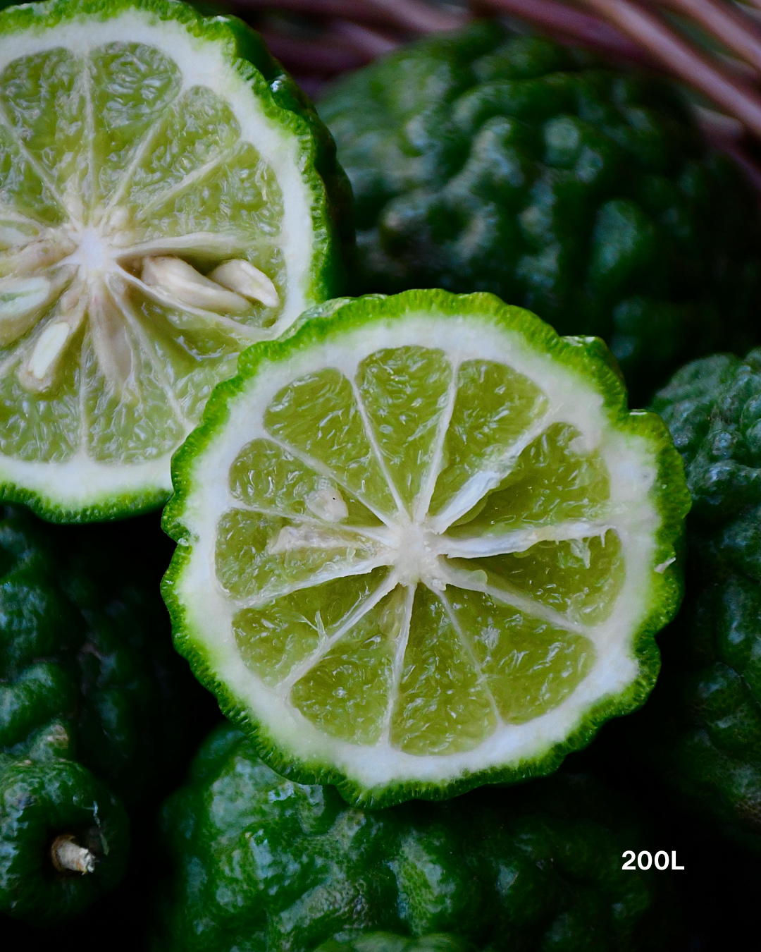 Citrus hystrix – Kaffir Lime