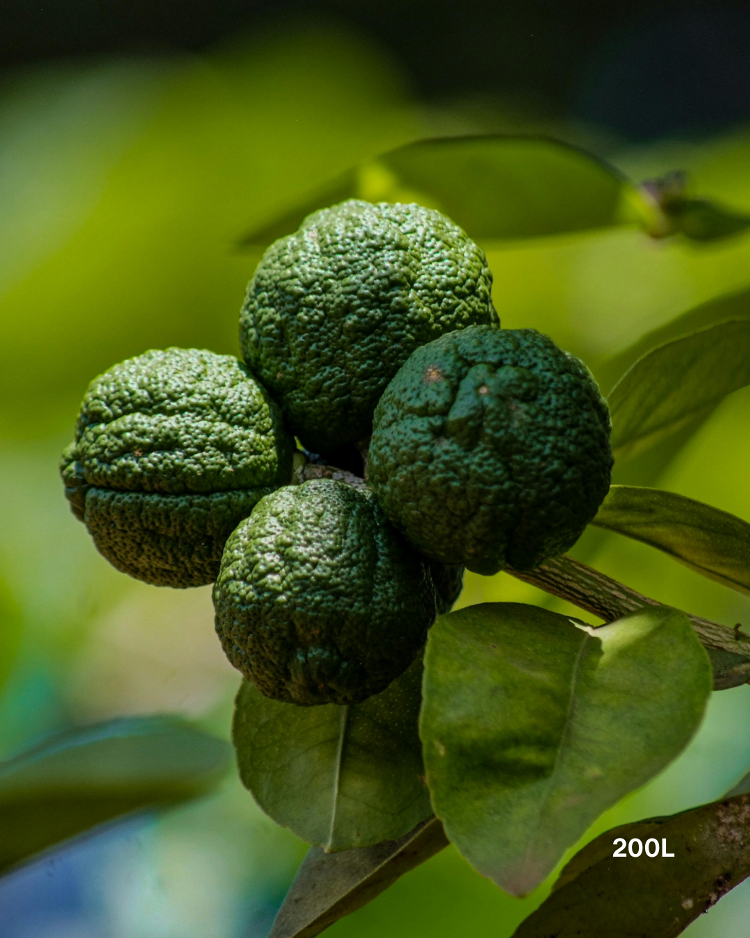 Citrus hystrix – Kaffir Lime