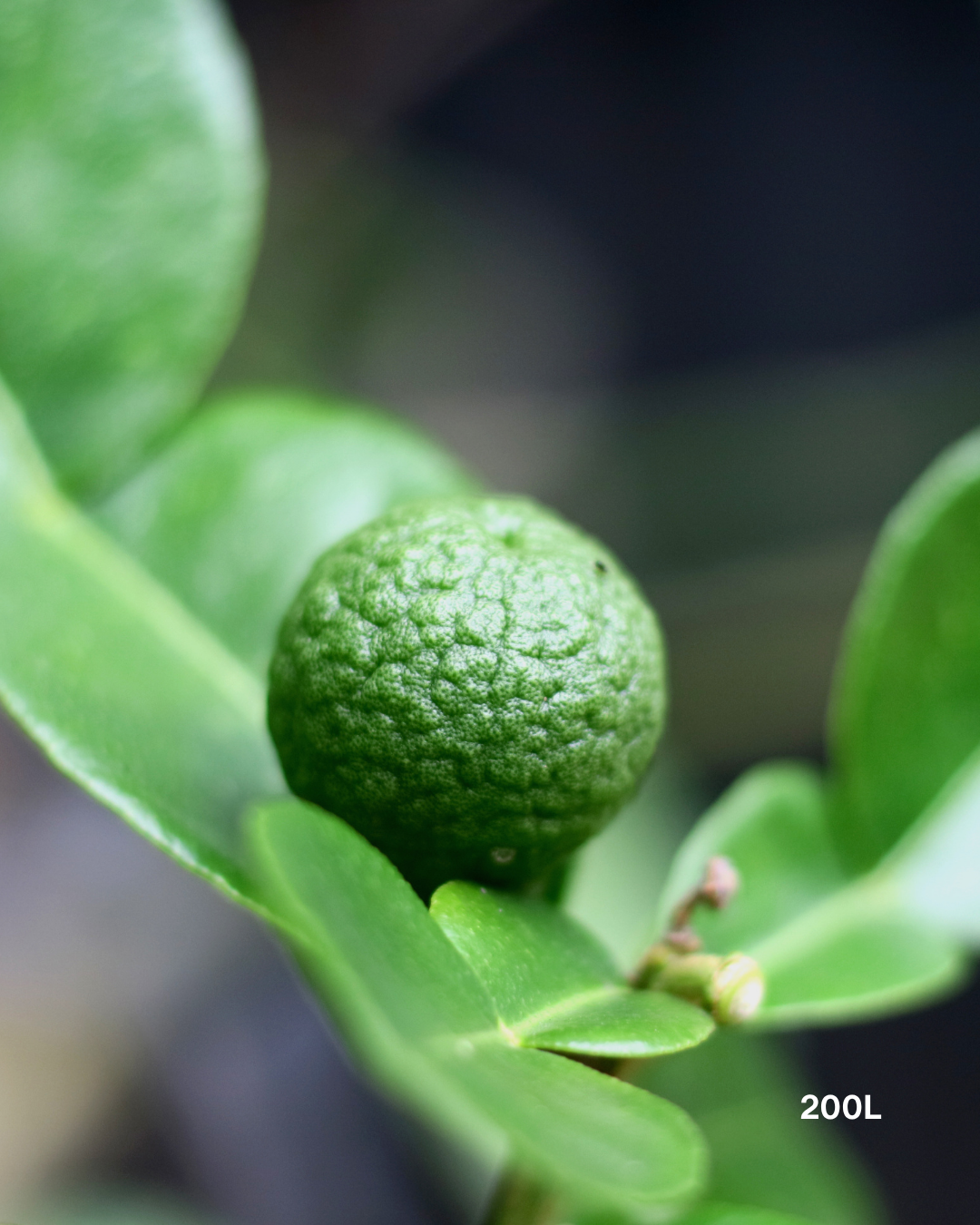 Citrus hystrix – Kaffir Lime