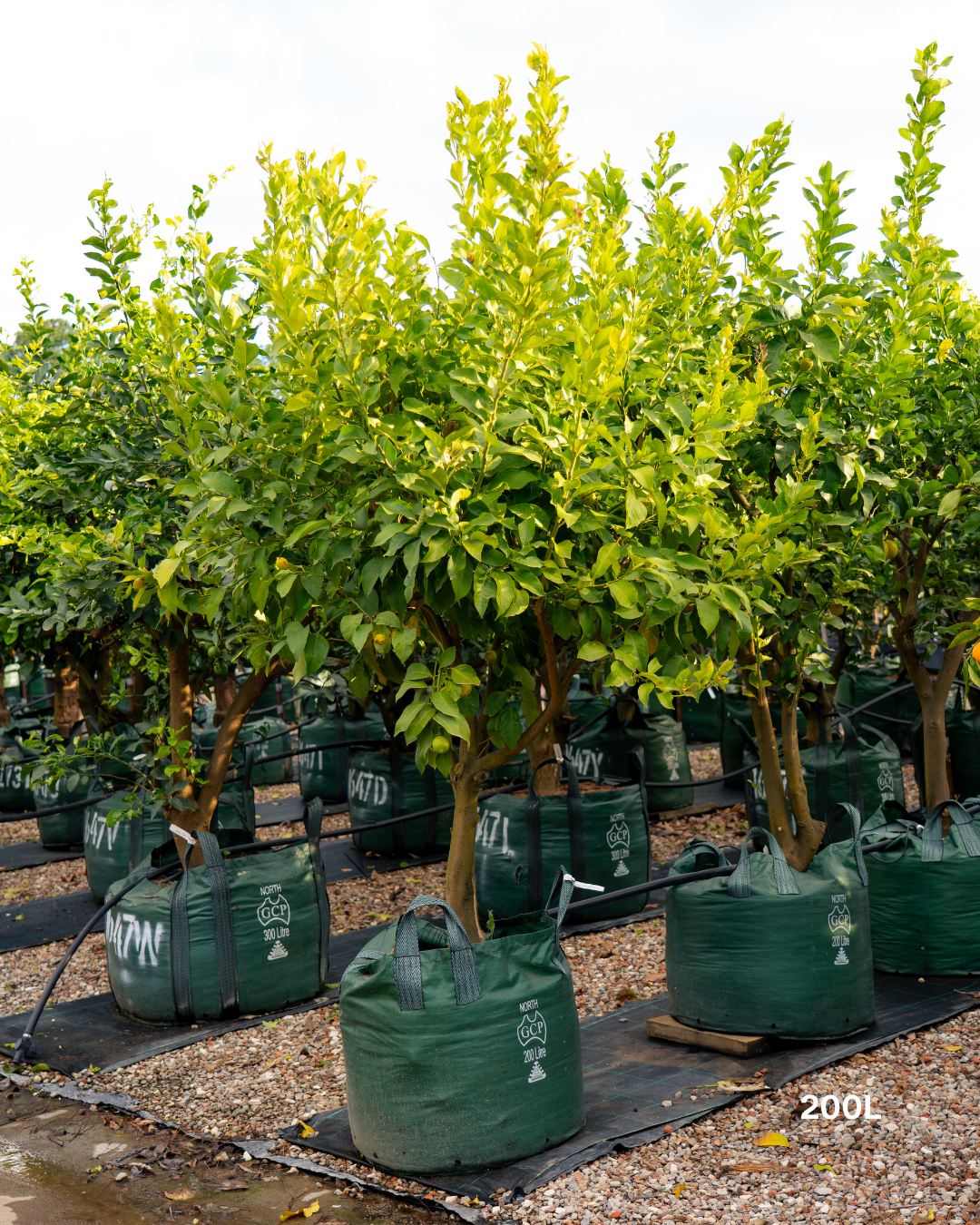 Citrus hystrix – Kaffir Lime