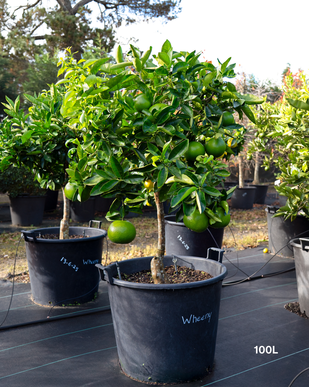 Citrus paradisi 'Wheeny' – Wheeny Grapefruit