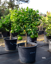 Citrus paradisi 'Wheeny' – Wheeny Grapefruit