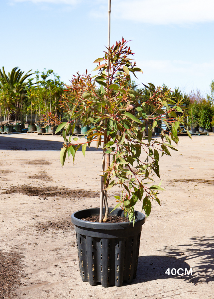 Corymbia Ficifolia Wild Sunset