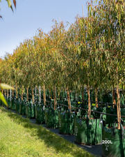 Corymbia citriodora 'Scentuous' Dwarf Lemon Scented Gum