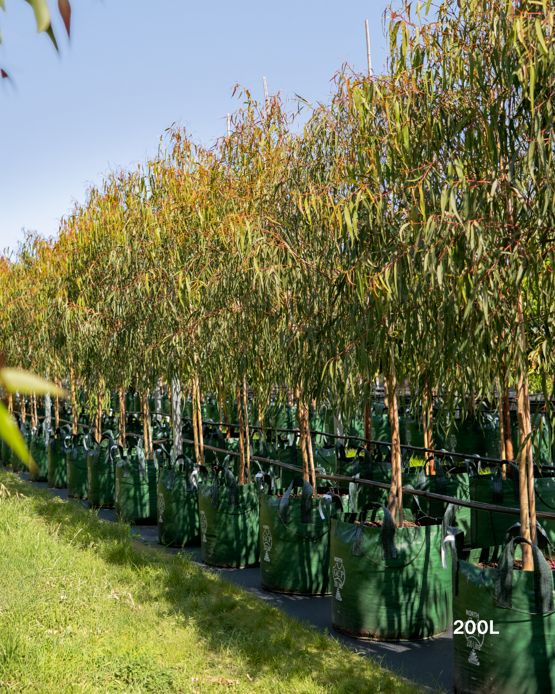 Corymbia citriodora 'Scentuous' Dwarf Lemon Scented Gum