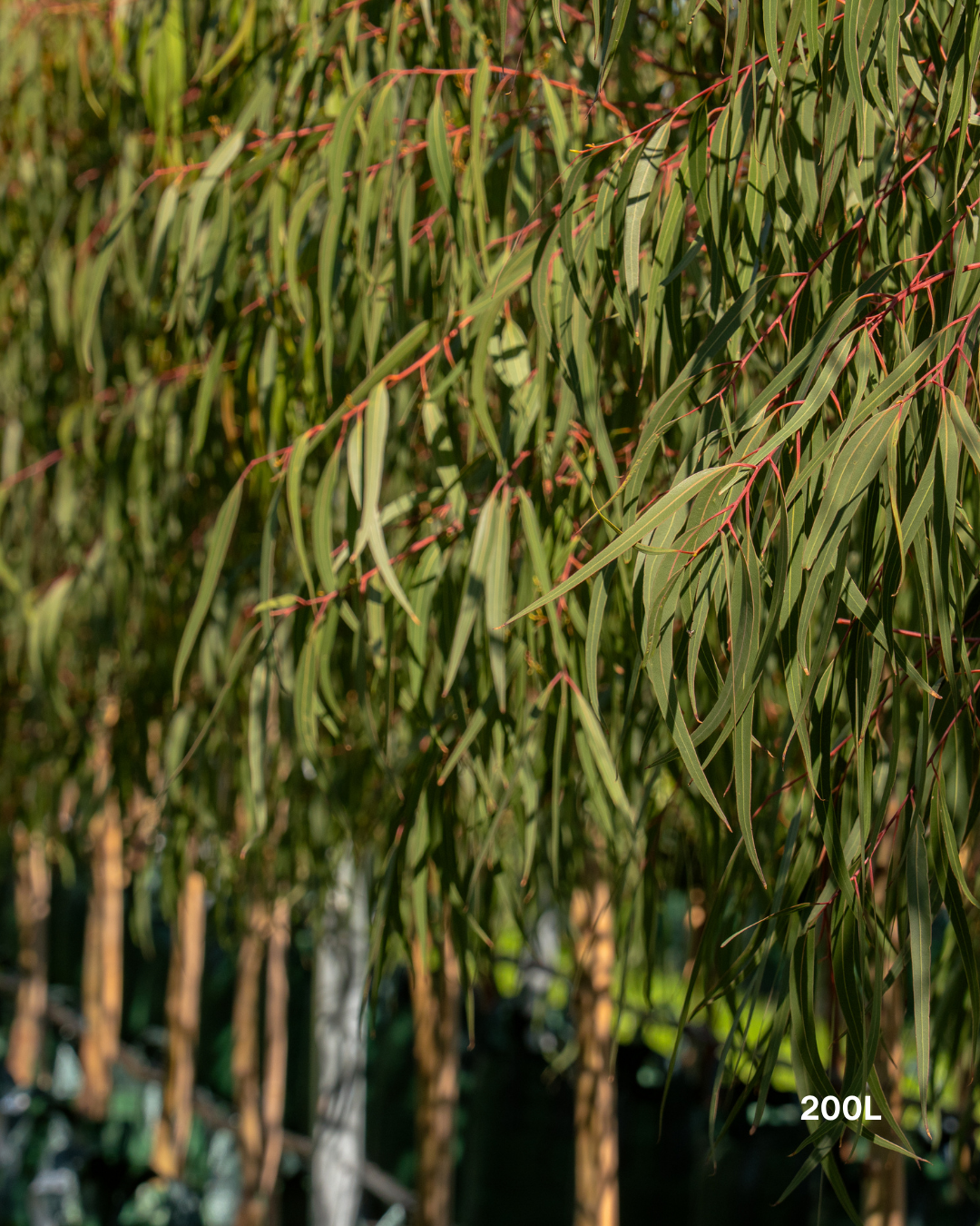 Corymbia citriodora 'Scentuous' Dwarf Lemon Scented Gum