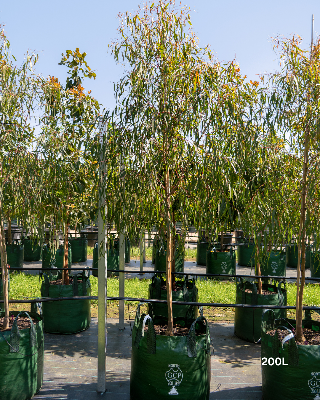 Corymbia citriodora 'Scentuous' Dwarf Lemon Scented Gum
