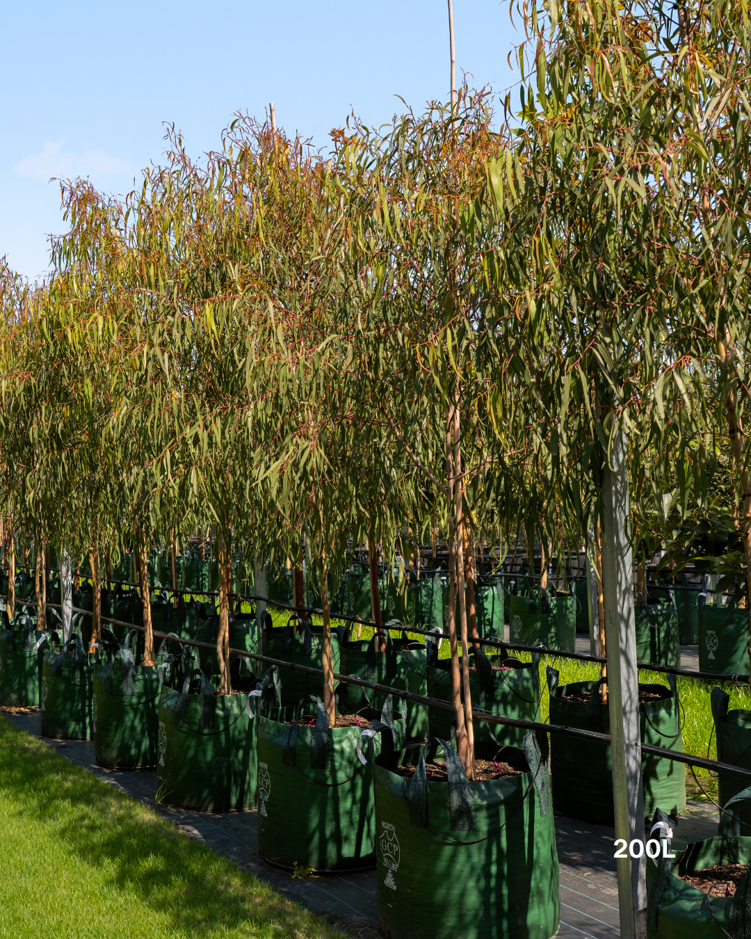 Corymbia citriodora 'Scentuous' Dwarf Lemon Scented Gum