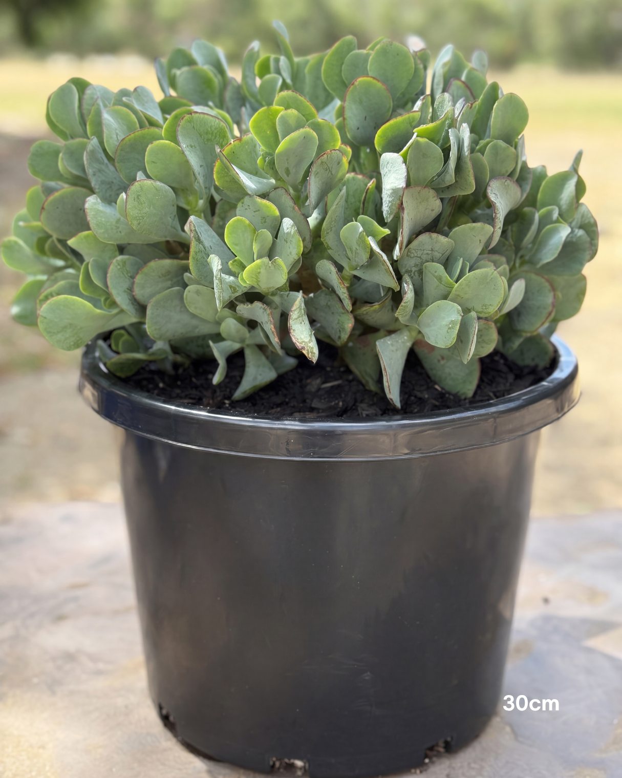 Crassula ‘Blue Bird’ – Blue Bird Jade Plant