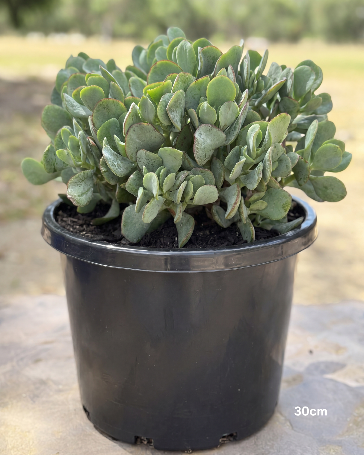 Crassula ‘Blue Bird’ – Blue Bird Jade Plant
