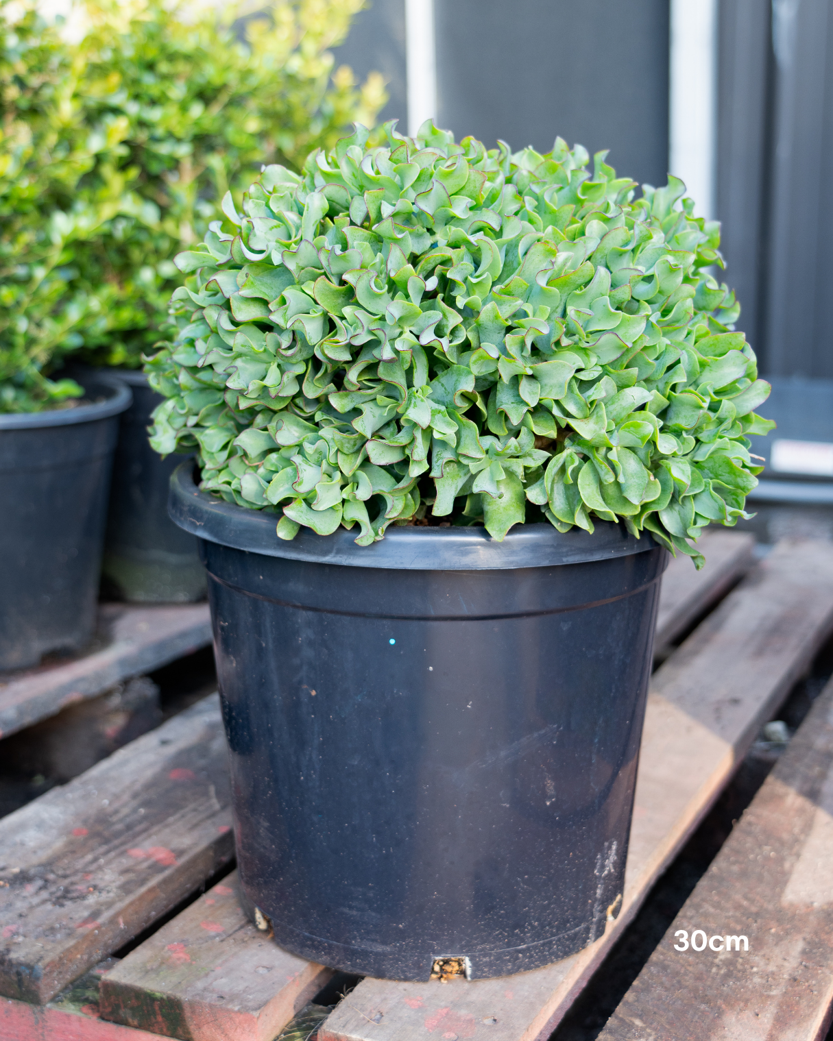 Crassula ‘Max Cook’ – Max Cook Jade Plant