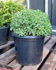 Crassula ‘Max Cook’ – Max Cook Jade Plant