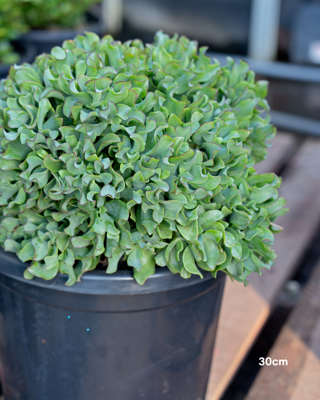 Crassula ‘Max Cook’ – Max Cook Jade Plant