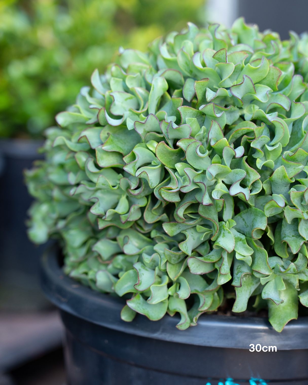 Crassula ‘Max Cook’ – Max Cook Jade Plant