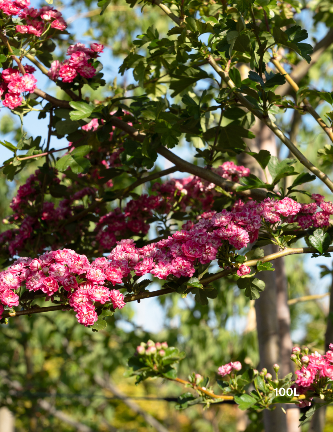 Crataegus laevigata ‘Paul’s Scarlet’ – Paul’s Scarlet Hawthorn - Evergreen Trees Direct
