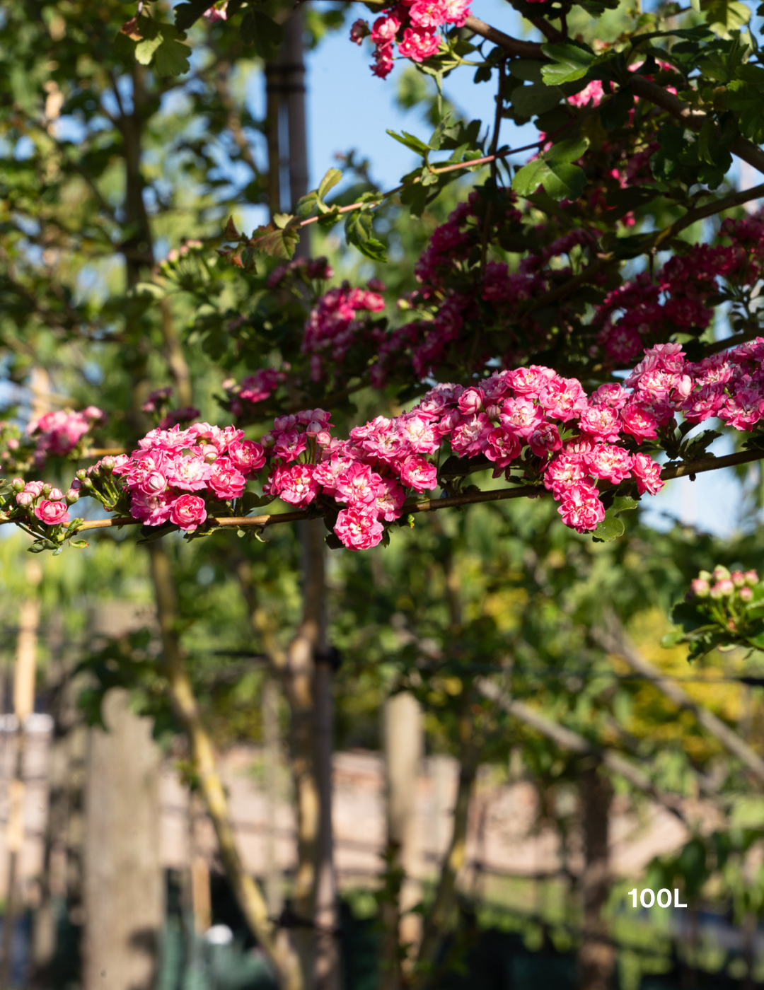 Crataegus laevigata ‘Paul’s Scarlet’ – Paul’s Scarlet Hawthorn