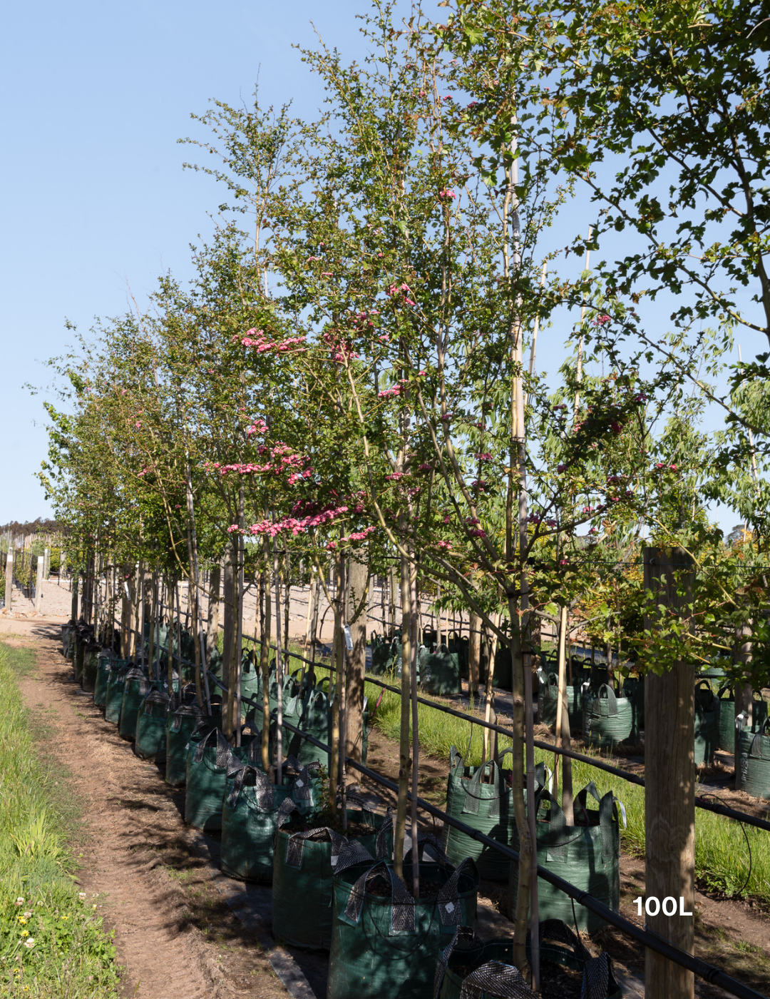 Crataegus laevigata ‘Paul’s Scarlet’ – Paul’s Scarlet Hawthorn