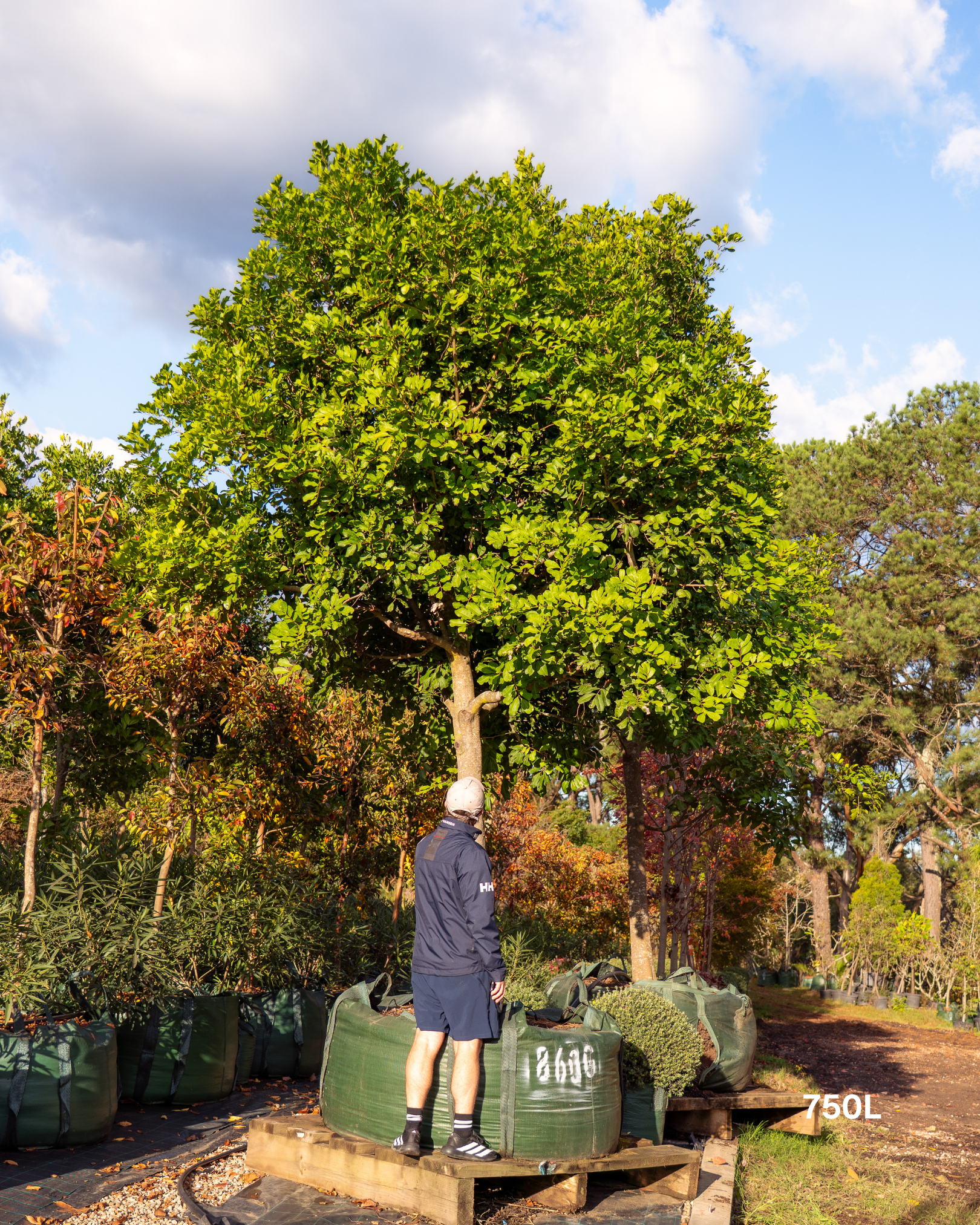 Cupaniopsis anacardioides Tuckeroo Tree