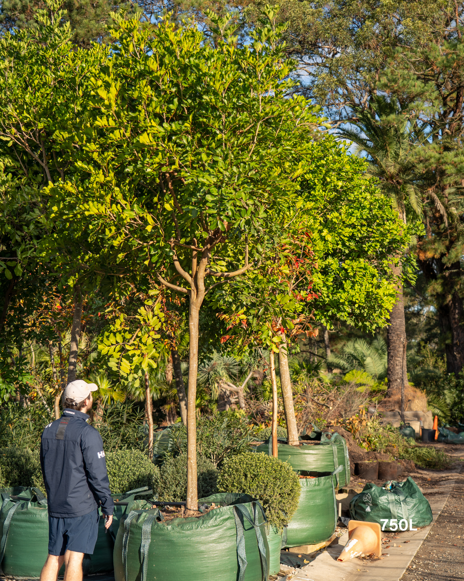 Cupaniopsis anacardioides Tuckeroo Tree