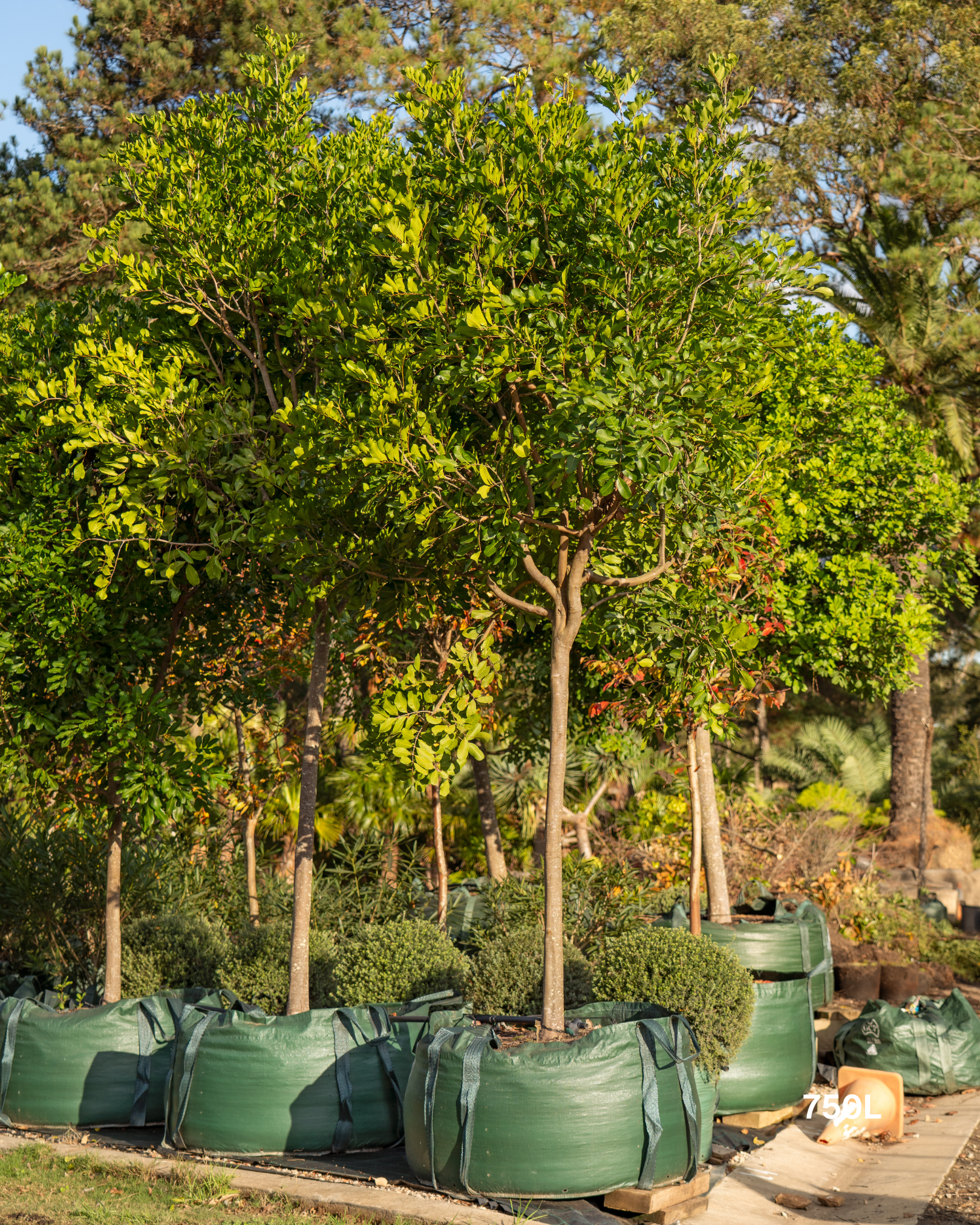 Cupaniopsis anacardioides Tuckeroo Tree