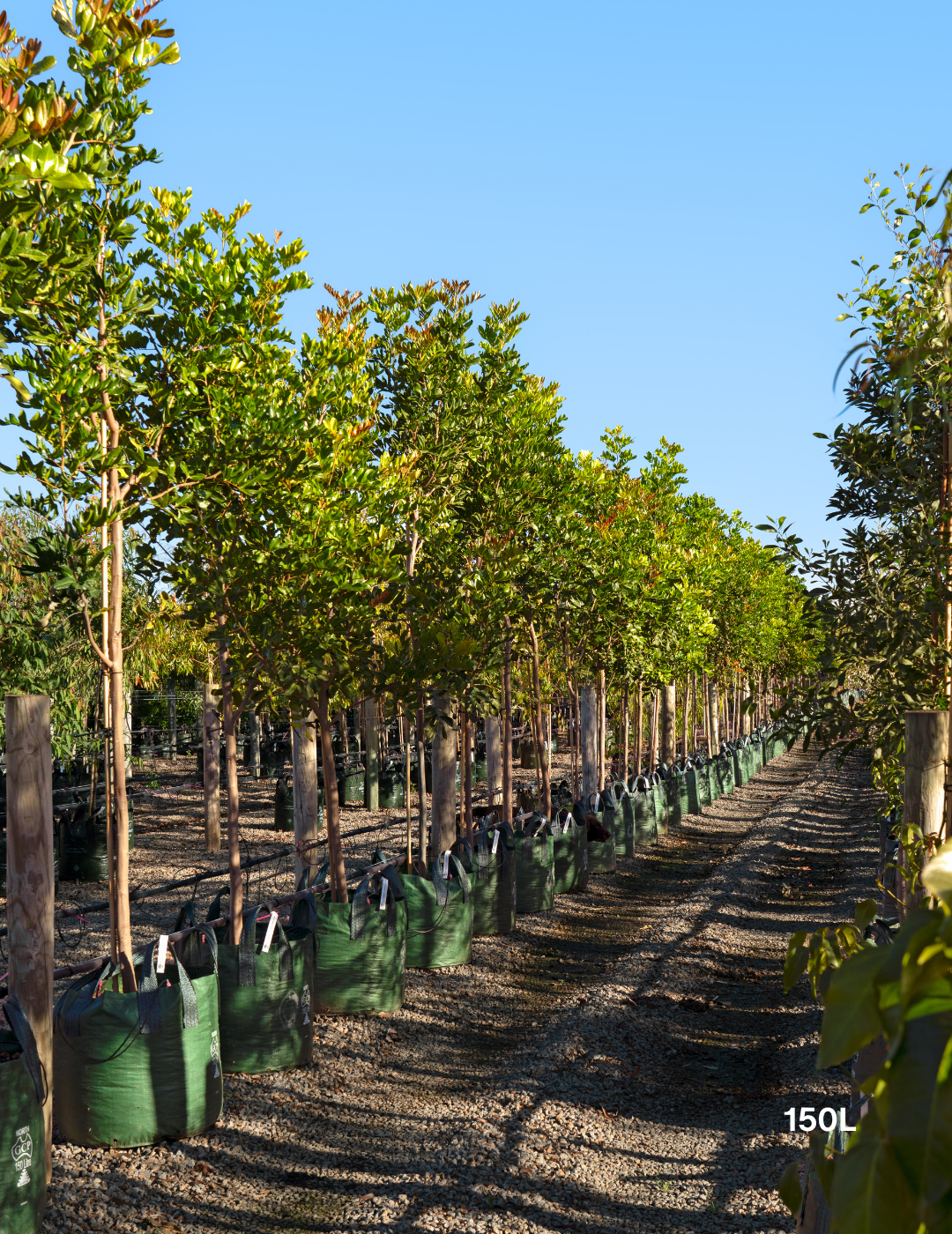 Cupaniopsis anacardioides - Tuckeroo Tree