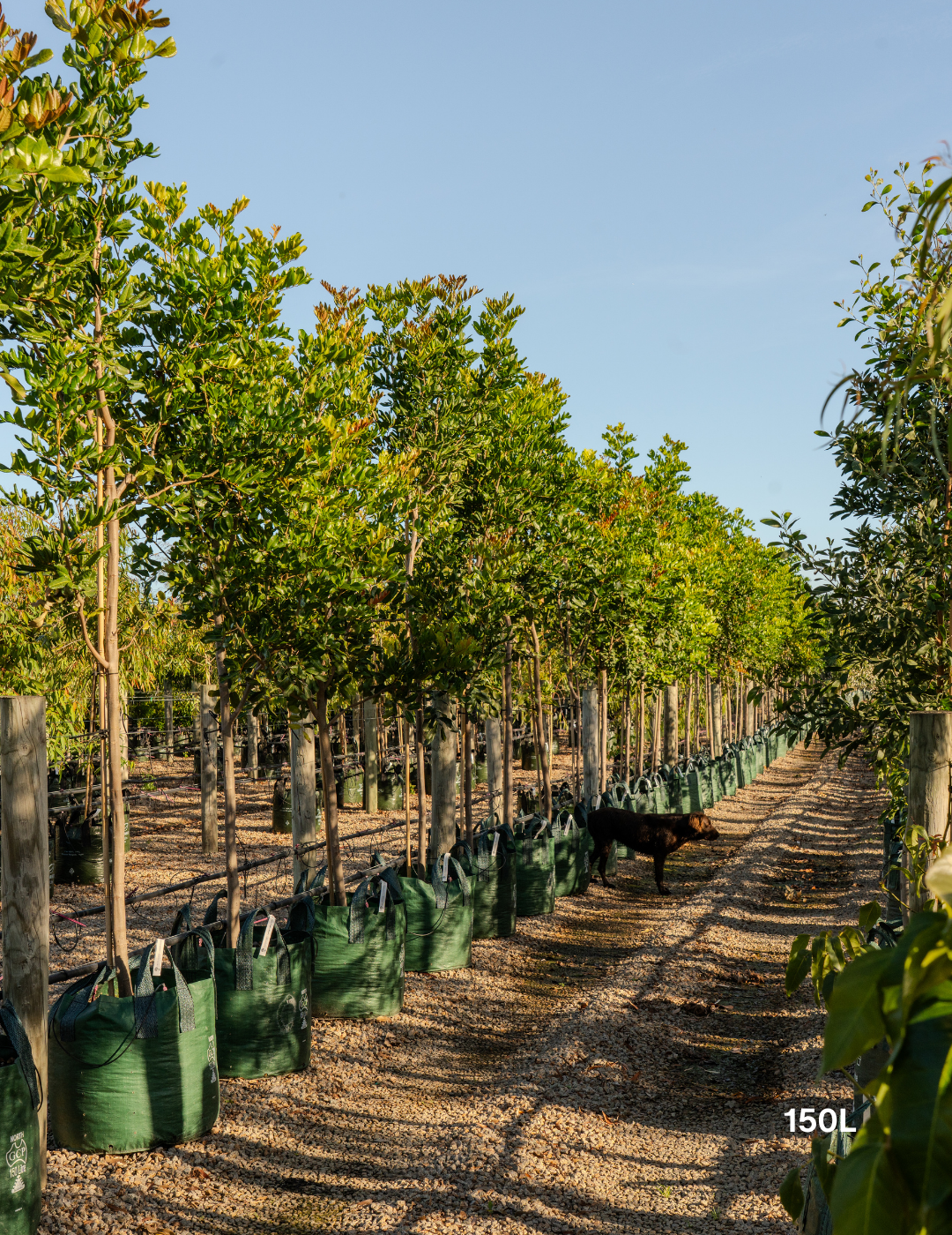 Cupaniopsis anacardioides - Tuckeroo Tree