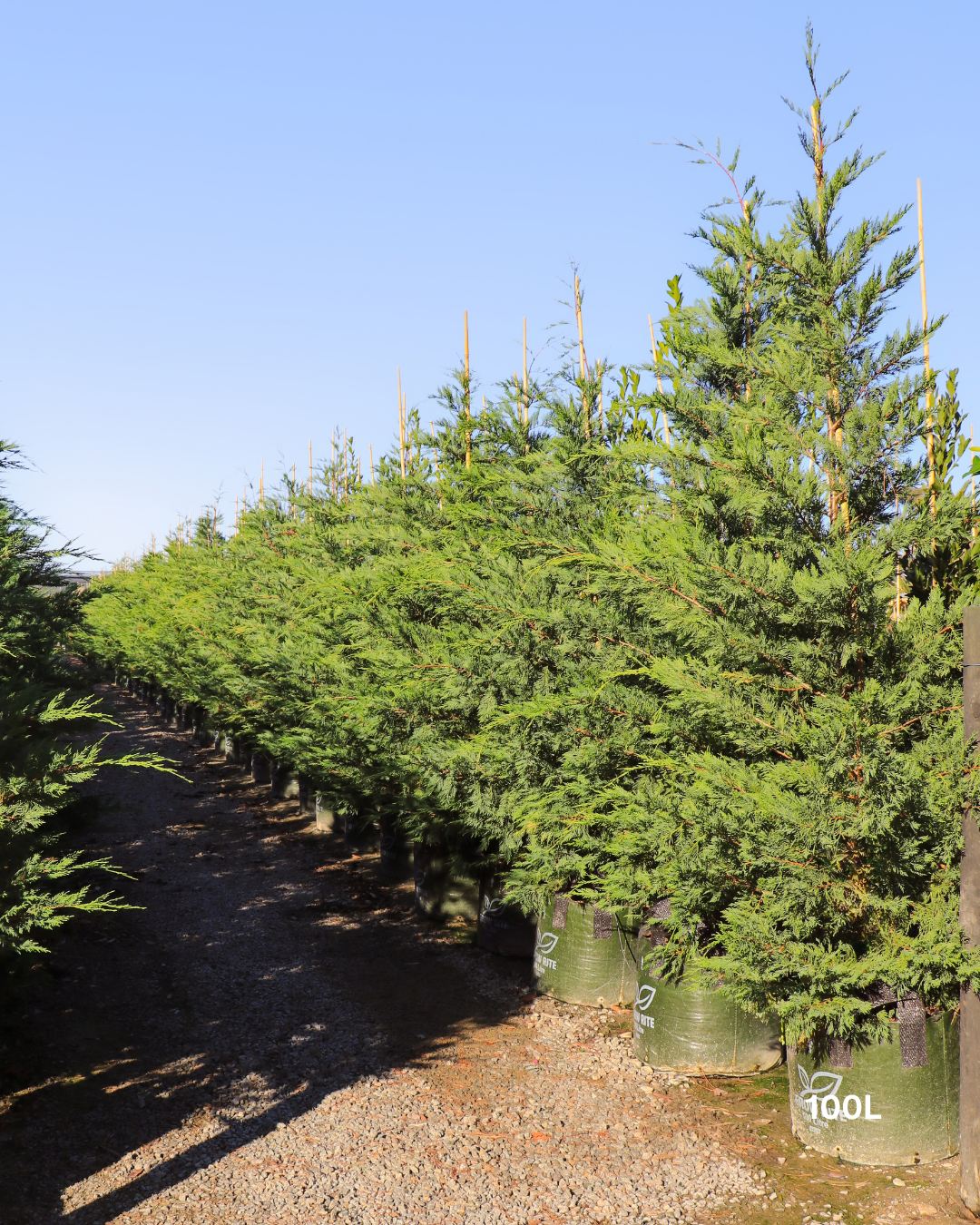 Cupressus x leylandii 'Better Green'