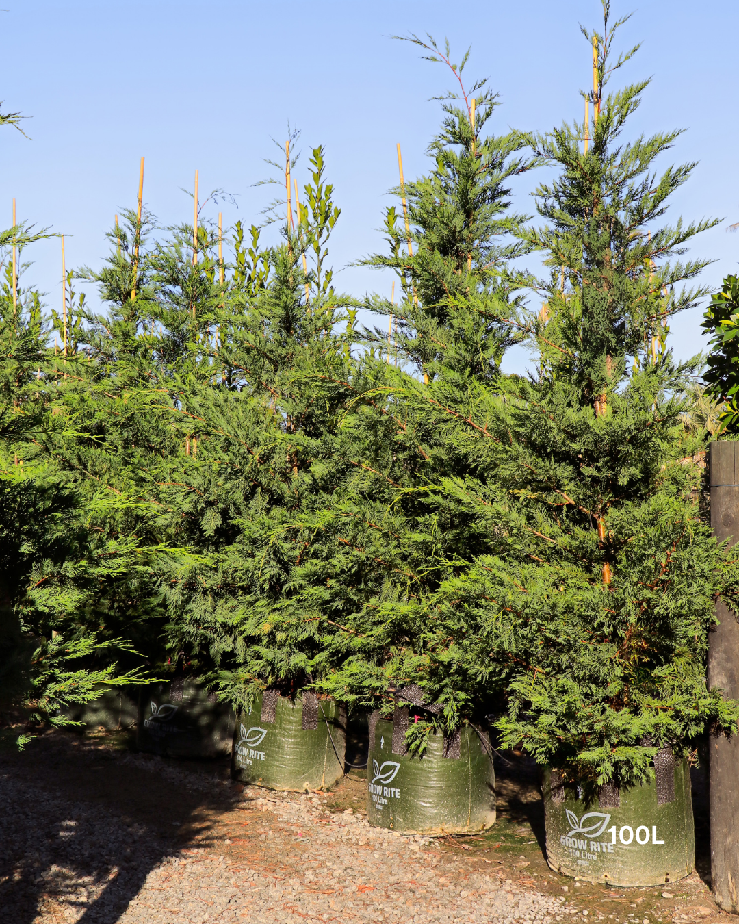 Cupressus x leylandii 'Better Green'
