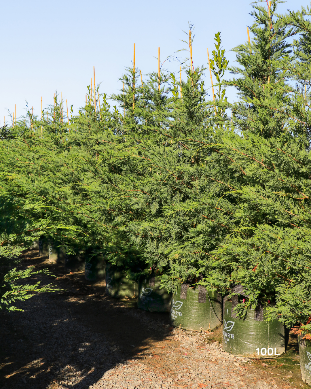 Cupressus x leylandii 'Better Green'
