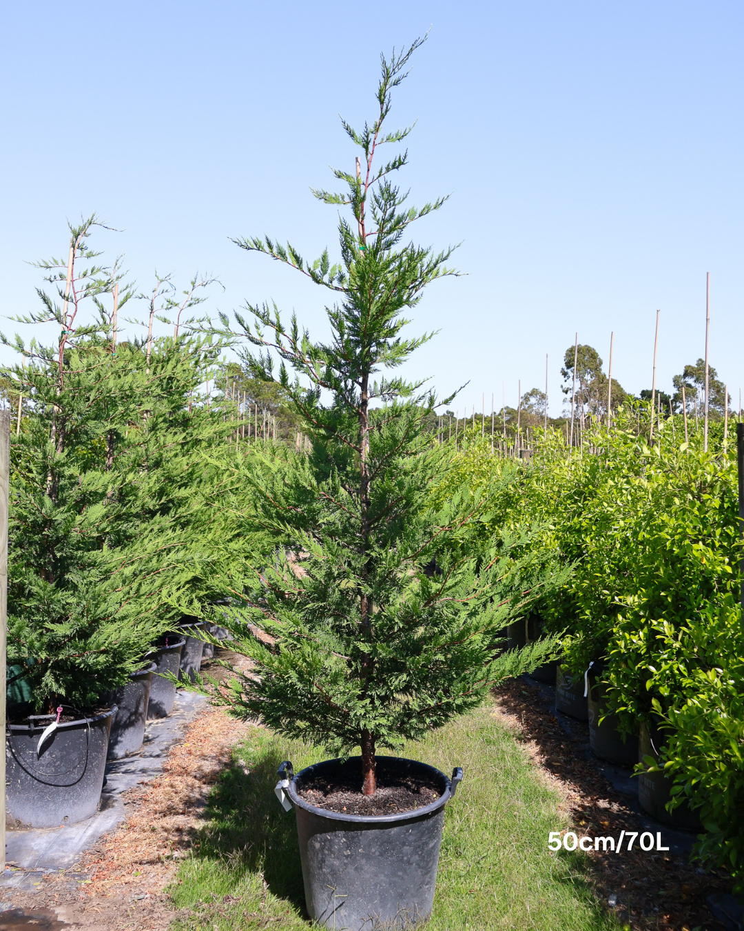 Cupressus x leylandii 'Better Green'