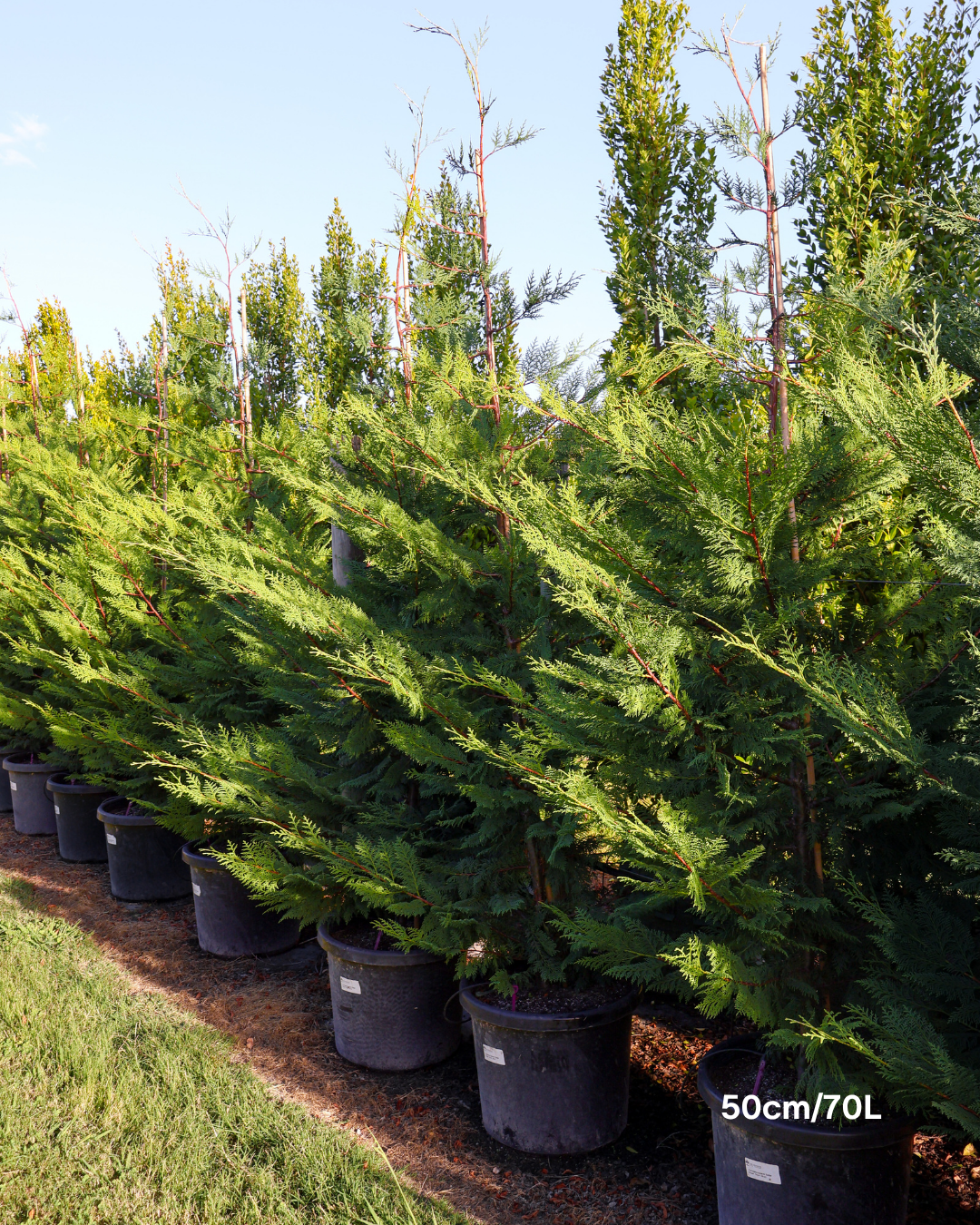 Cupressus x leylandii 'Better Green'